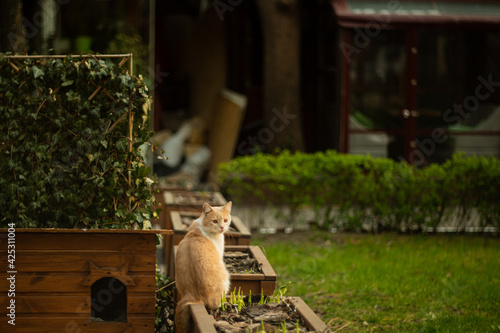 Fototapeta Naklejka Na Ścianę i Meble -  street red cat sits on the street in the yard