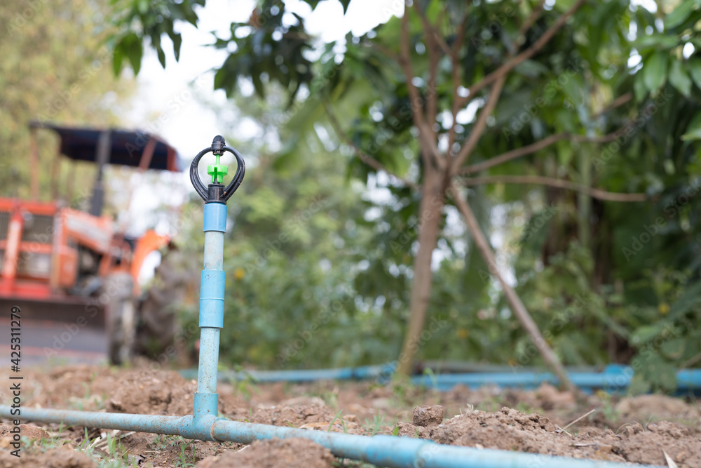 Fototapeta premium Sprinklers are used to water the plants.