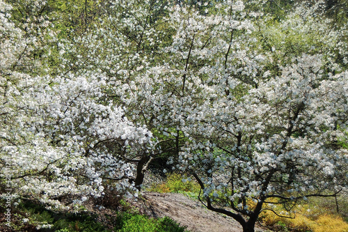 Wallpaper Mural Bloomy magnolia tree Torontodigital.ca