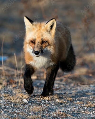 Red Fox Photo Stock.  Fox Image. Close-up profile front view in the spring season with blur forest background and enjoying its environment and habitat. Fox Image. Picture. Portrait. © Rejean Aline