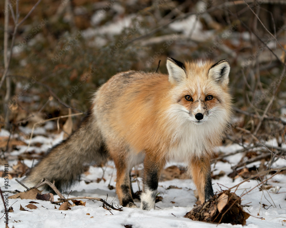 Naklejka premium Red Fox Photo Stock. Unique fox close-up profile walking towards you and looking at camera in the winter season in its environment and habitat with blur snow background. Fox Image.