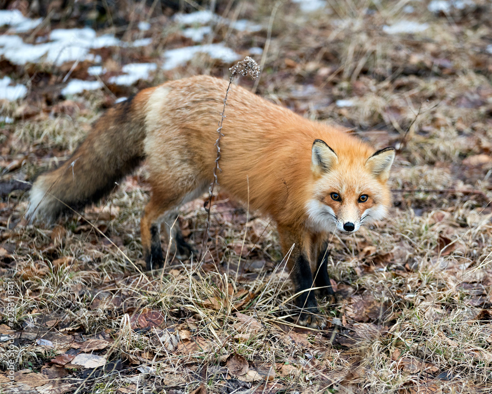 Red Fox Photo Stock. Close-up profile view in the spring season with blur background and enjoying its environment and habitat. Fox Image. Red Fox Photo Stock. Close-up profile view in the spring season with blur background and enjoying its environment and habitat. Fox Image.
