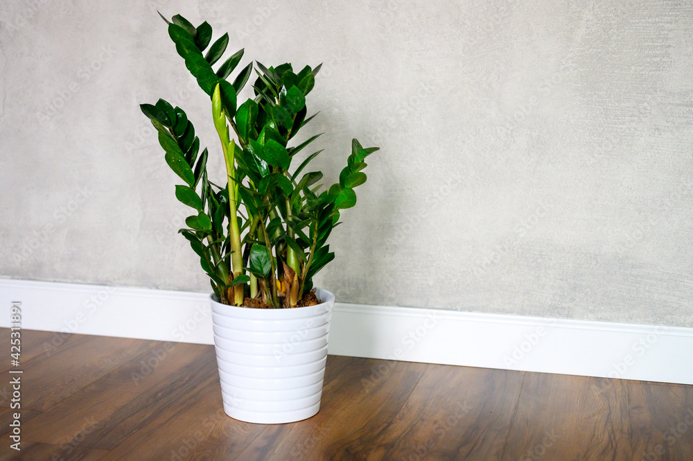 Fototapeta green plant zamioculcas zamiifolia in a white flower pot on a brown wooden floor against a gray concrete wall. minimal interior of a room at home or yoga studio