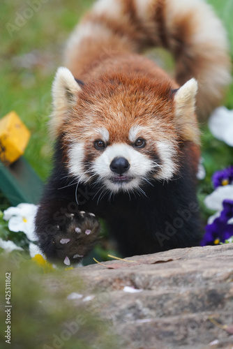 Red panda with flowers