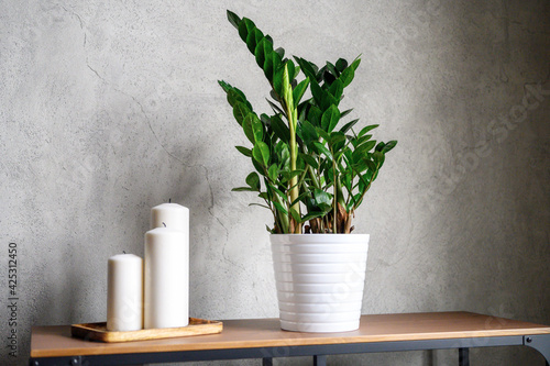 large white new candles in a wooden stand and zamioculcas zamiifolia plant in white flower pot on the table against the gray concrete wall. home decor details