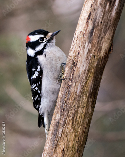 Woodpecker Stock Photos. Male close-up image climbing tree branch and displaying feather plumage in its environment and habitat in the forest with a blur background. Image. Picture. Portrait.