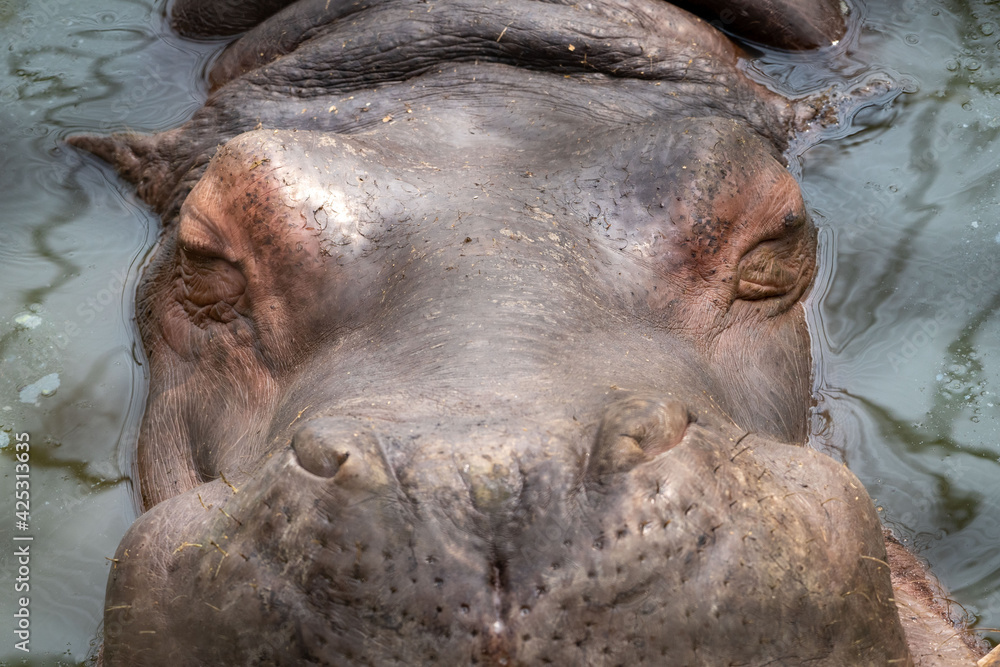 Close up Hippo Face View Close up Hippo Face View