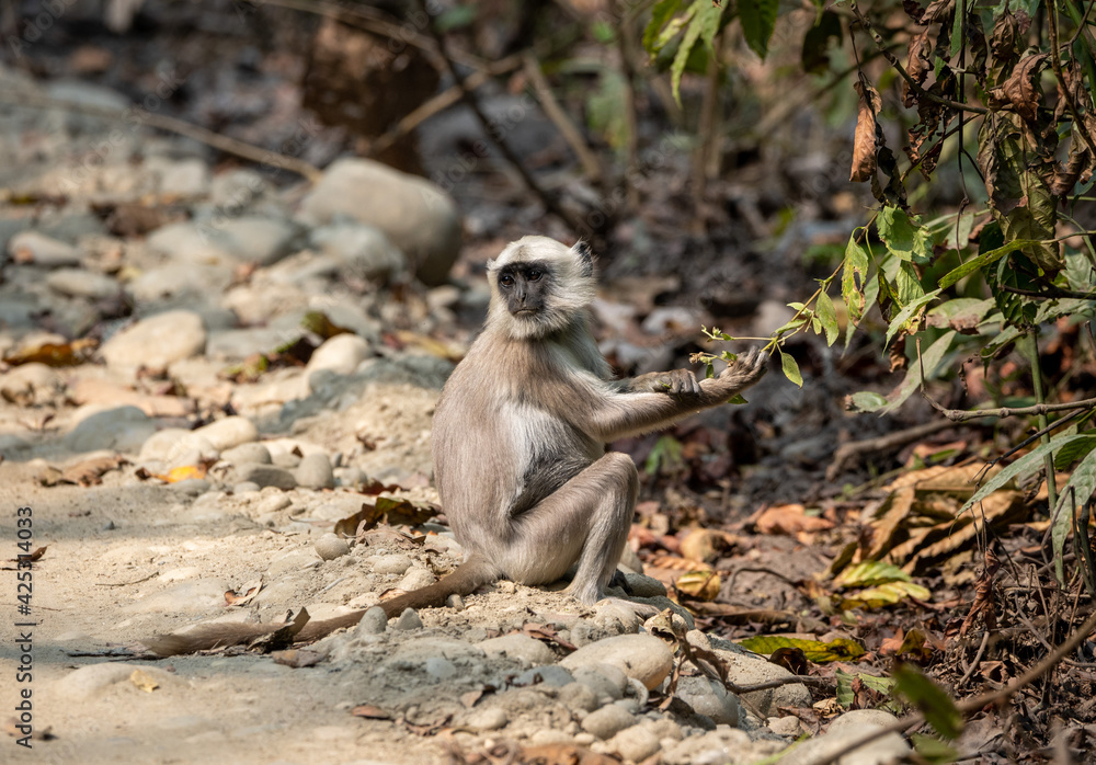 Obraz premium Gray Langur Picking Berries from Bush