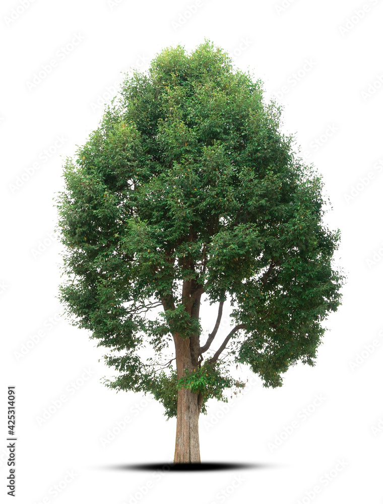 Fototapeta premium tree isolated on white background
