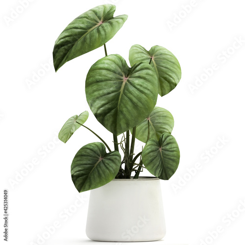 Philodendron in a white pot isolated on white background
