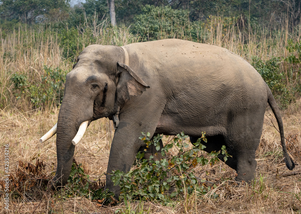 Fototapeta premium Injured WIld Elephant