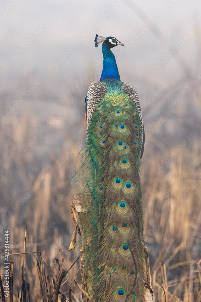 Fototapeta premium Male Peacock Perched on Stump