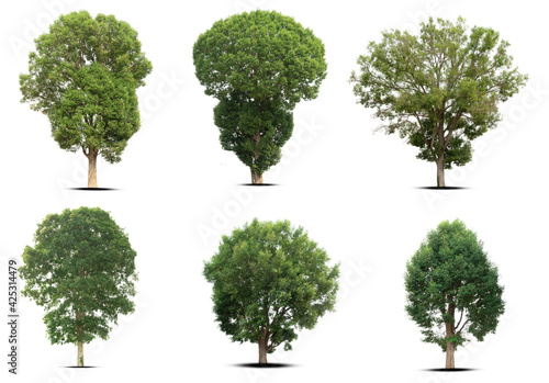 set of green trees isolated