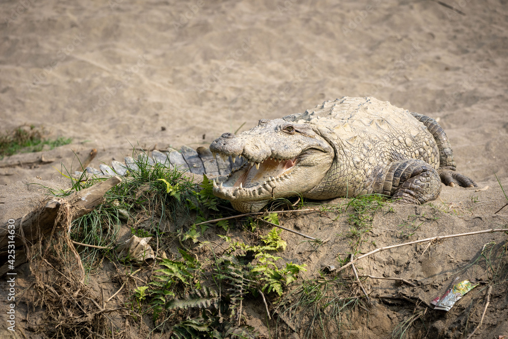 Fototapeta premium Muggar Crocodile With Open Mouth