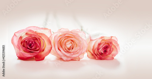 Pink peach rose flowers isolated on light pink background  wedding and Valentine s day background