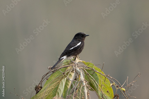 Pied Bushchat Sitting on Bush photo