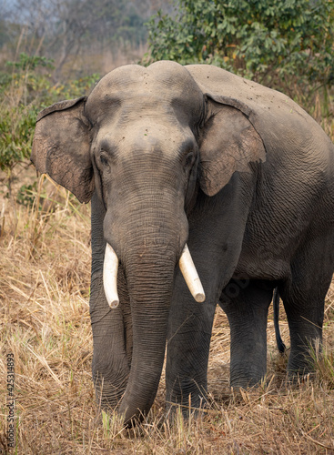Portrait of Wild Elephant in the Jungle