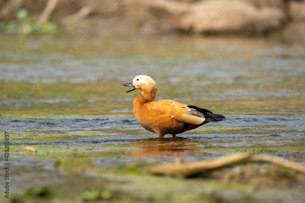 Ruddy Shelduck with its Beak Open Ruddy Shelduck with its Beak Open