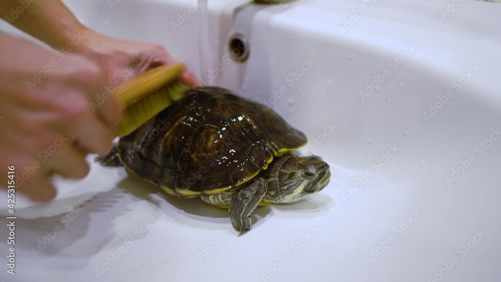 Girl is brushing domestic turtle in sink under running water.