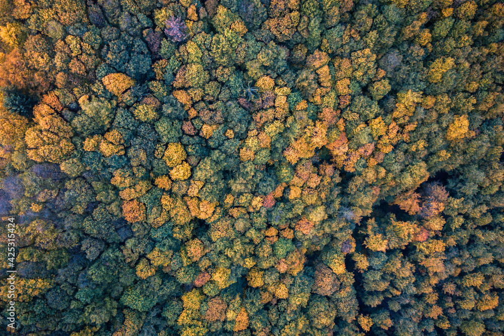 A bird's eye view of a Sauerland autumn forest. Taken with a drone. A bird's eye view of a Sauerland autumn forest. Taken with a drone.