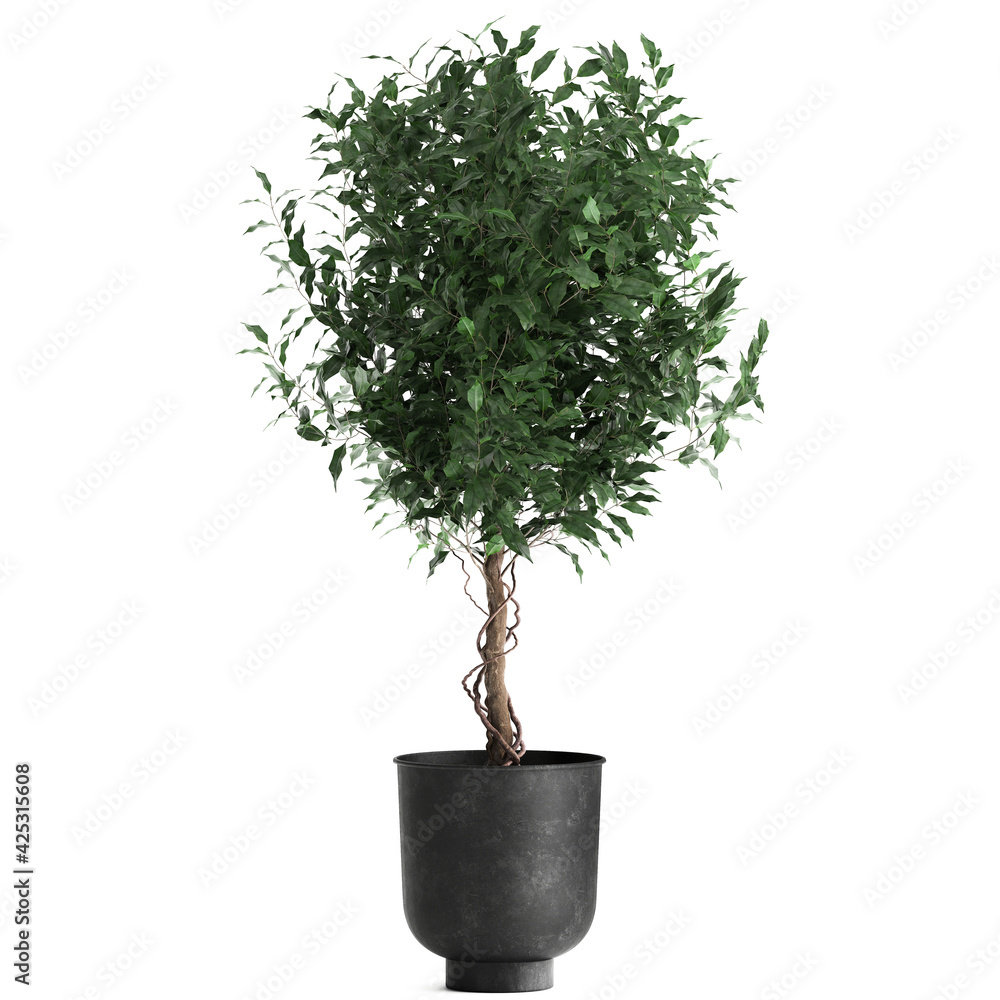 Obraz premium decorative Ficus benjamina in a black pot Isolated on a white background