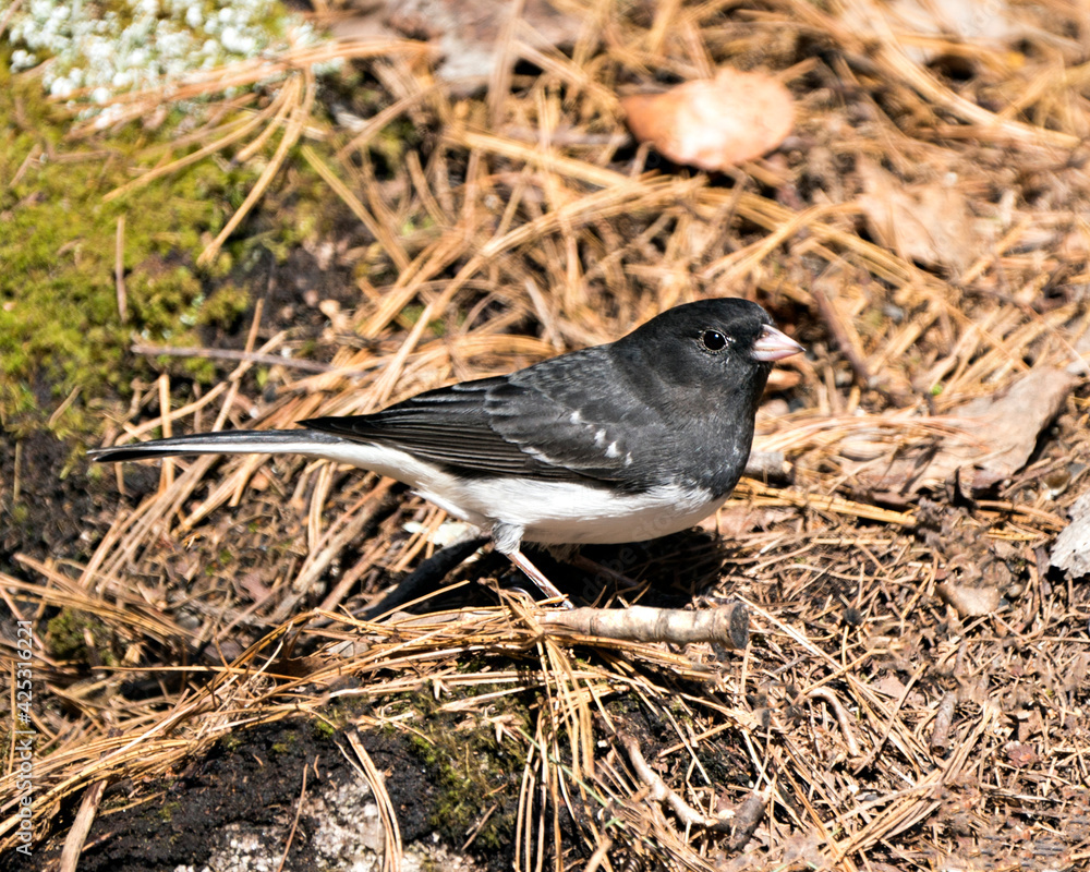 Junco Dark-eyed Photo. Standing on ground with moss and a blur background and enjoying its environment and habitat in the forest. Image. Picture. Portrait. Junco Dark-eyed Photo. Standing on ground with moss and a blur background and enjoying its environment and habitat in the forest. Image. Picture. Portrait.
