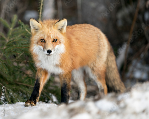 Red Fox Photo Stock. Fox Image. Looking at camera in the winter season in its environment and habitat with blur forest  background displaying bushy fox tail, fur. Picture. Portrait. ©  Aline