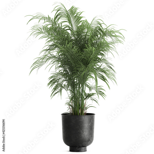 Fotografie, Obraz palm tree in a black pot isolated on white background