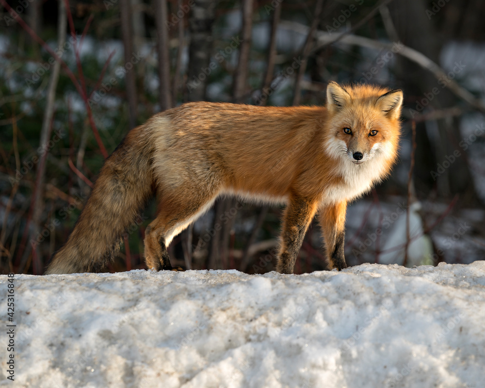 Red Fox Photo Stock. Fox Image. Looking at camera in the winter season in its environment and habitat with blur forest  background displaying bushy fox tail, fur.
