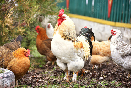 Rooster standing outdoors with hens on background,village birdlife