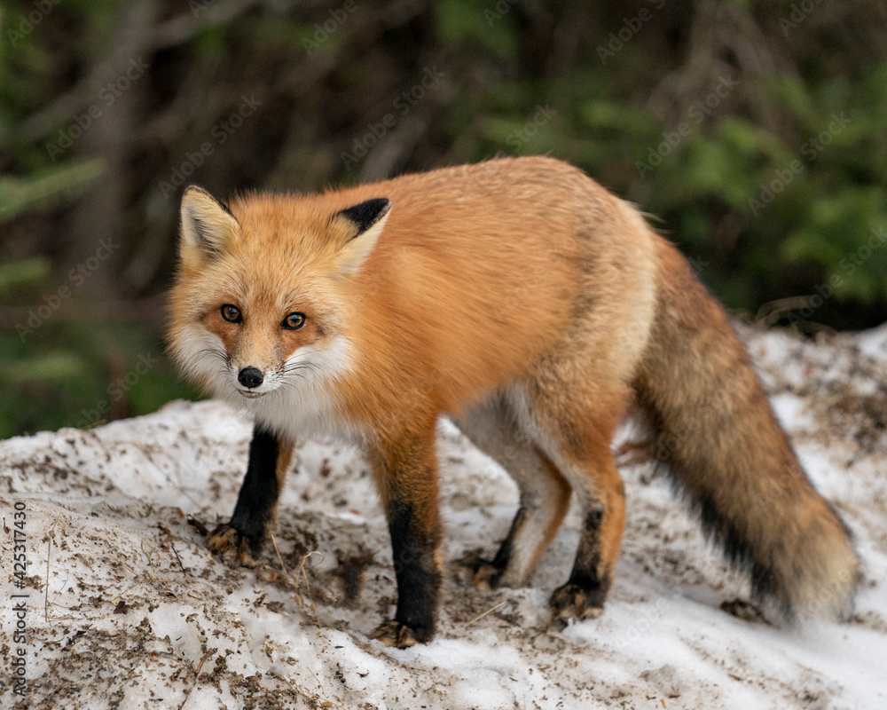 Fototapeta premium Red Fox Photo Stock. Fox Image. Close-up profile view in the winter season with blur background and enjoying its environment and habitat.
