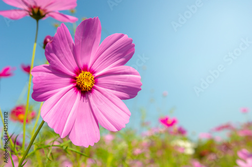 A cosmos flower face to sunrise in field.Deep pink cosmos flower blooming in the field.Beautiful pink cosmos flowers blooming in the garden with blue sky on nature background. © Chalermwoot
