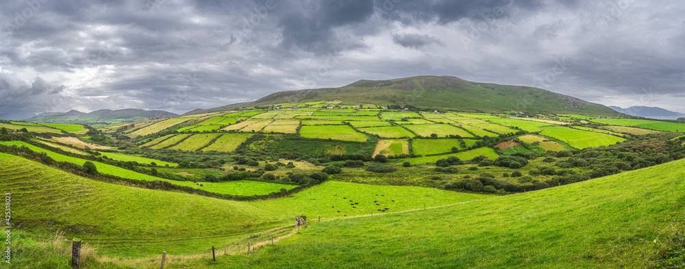 Large panorama with herd of grazing cattle, farms and farmlands in Dingle mountains. Dramatic storm sky, Wild Atlantic Way, Kerry, Ireland