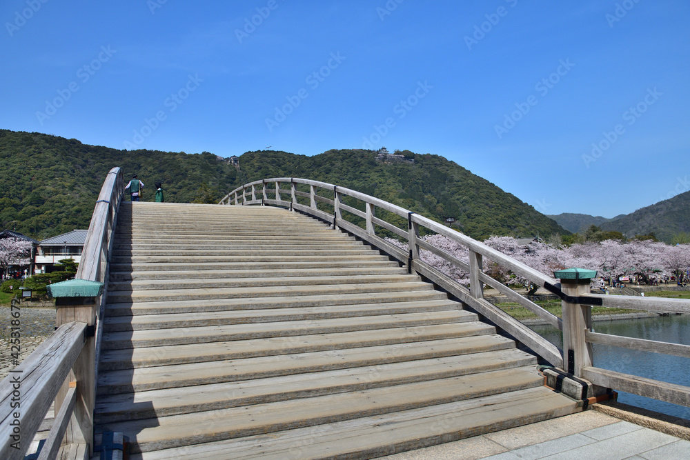 Fototapeta premium 錦帯橋と満開の桜