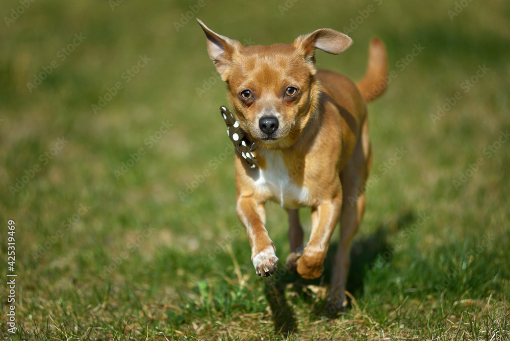 Little dog chihuahua running over the meadow