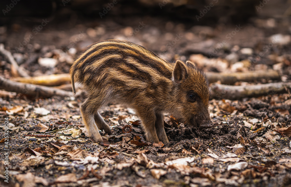 Baby wild boar digging for food in the ground, surrounded by leaves Baby wild boar digging for food in the ground, surrounded by leaves
