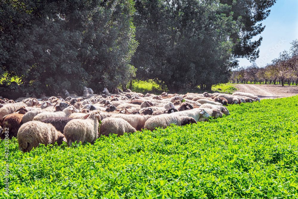 Fototapeta premium The flock of sheep