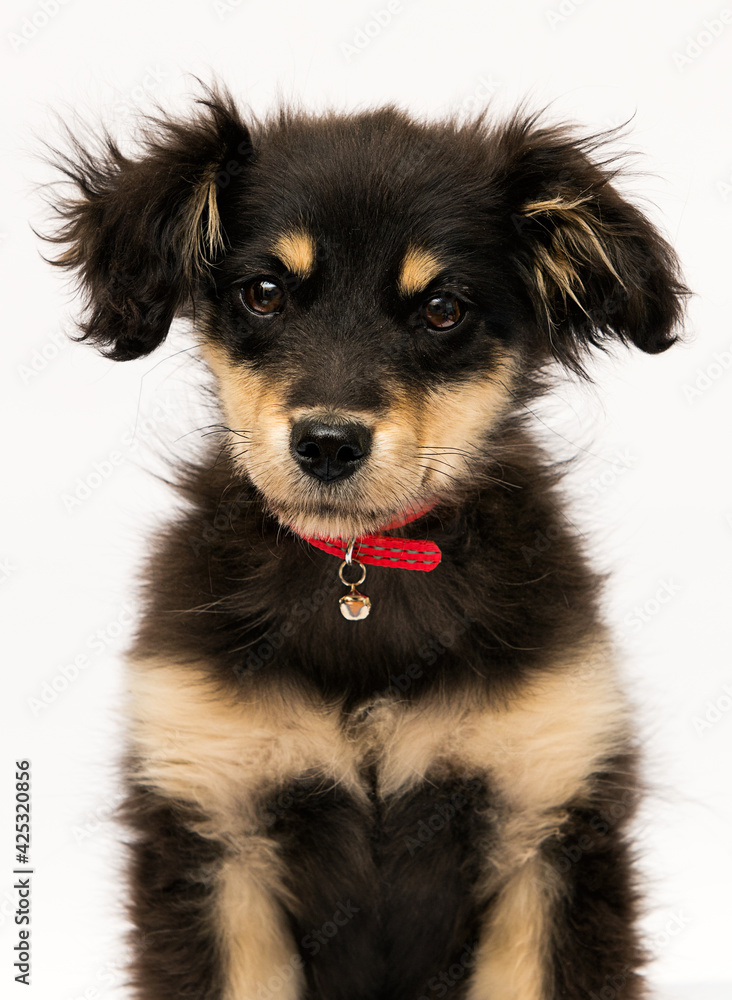 muzzle puppy in a red collar