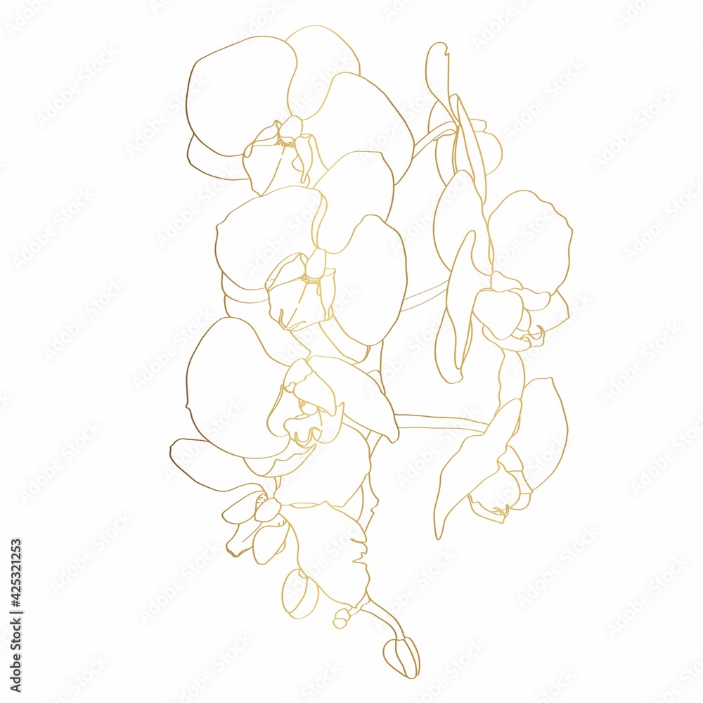 Golden Line Orchid Flower branch. Flora and Isolated Botany Plant with Petals. Tropical exotic line flower illustration.
