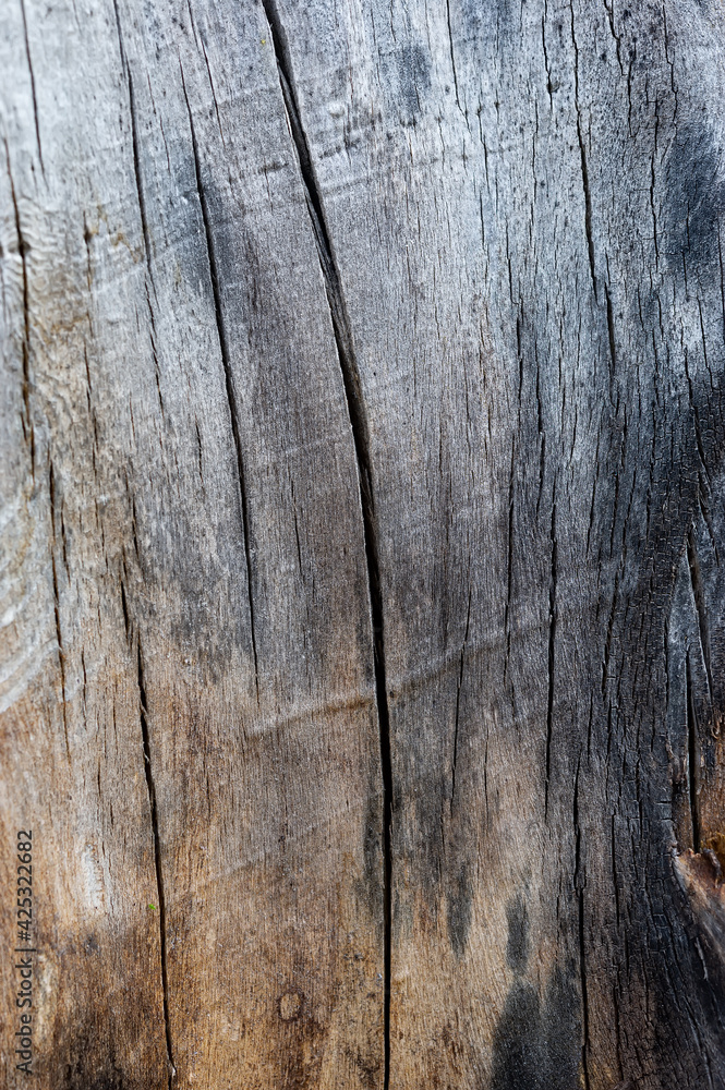 Fractured surface of an old gray tree trunk. Fractured surface of an old gray tree trunk.