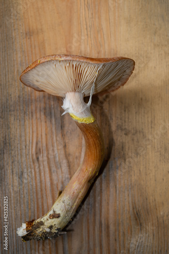 single mushroom honey agaric lies on a wooden table surface, close-up. photo