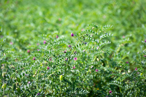 Bilde på lerret Chickpeas pod with green young plants in the field