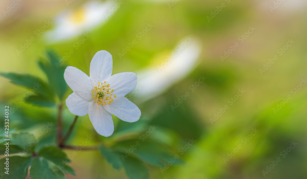 Beautiful Flowers in Spring