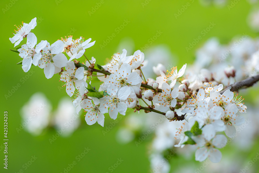 Obraz premium Beautiful Flowers in Spring