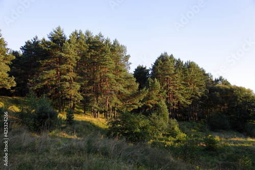 East European forest edge trees on hill at sunny summer evening in yellow Sun lighting