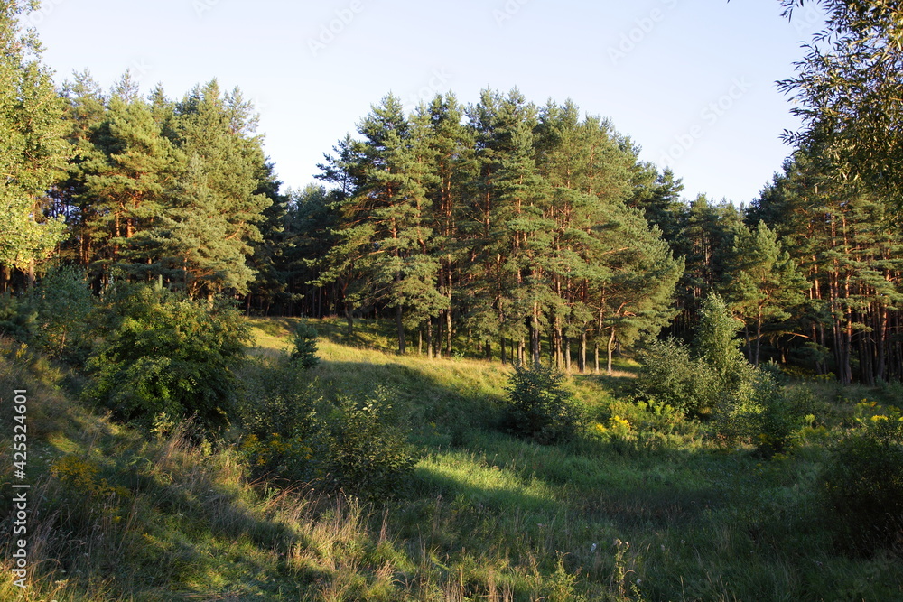 Pine trees in green pine forest edge hill, a beautiful Russian natural forest landscape at Sunny summer evening