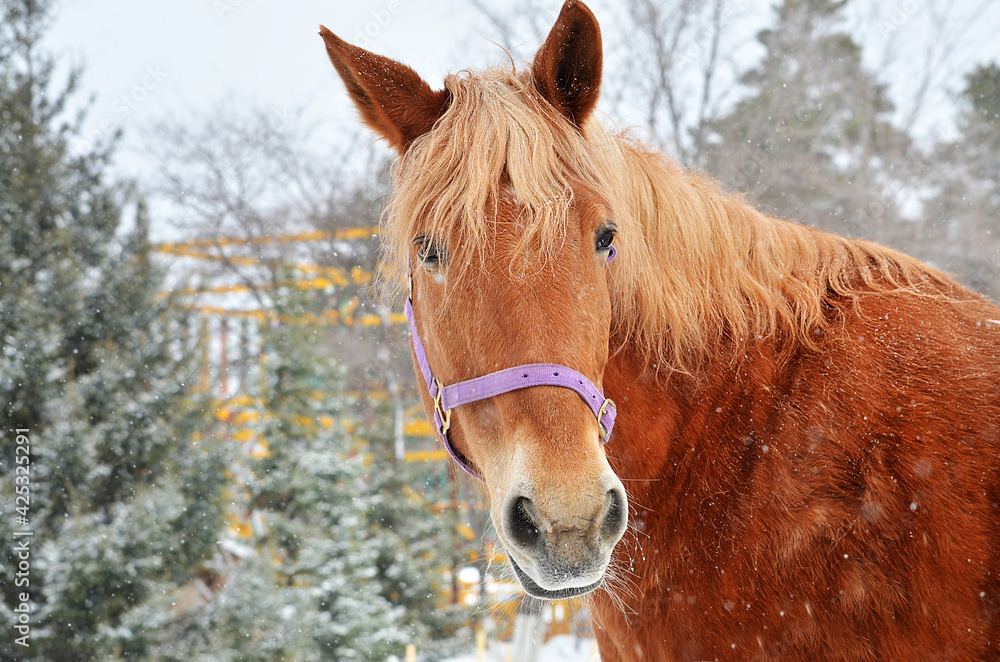 horse in the snow horse in the snow