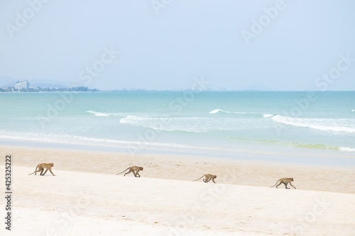 Family Monkey animal walking on the sea coast sand beach in summer season.
