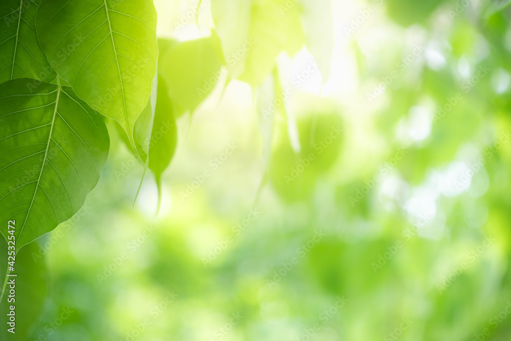 Amazing nature view of green leaf on blurred greenery background in garden and sunlight with copy space using as background natural green plants landscape, ecology, fresh wallpaper. Amazing nature view of green leaf on blurred greenery background in garden and sunlight with copy space using as background natural green plants landscape, ecology, fresh wallpaper.