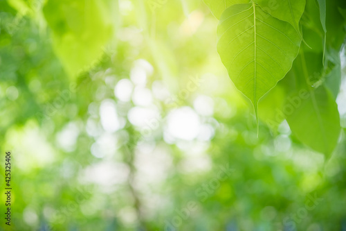 Amazing nature view of green leaf on blurred greenery background in garden and sunlight with copy space using as background natural green plants landscape, ecology, fresh wallpaper. © Torkiat8